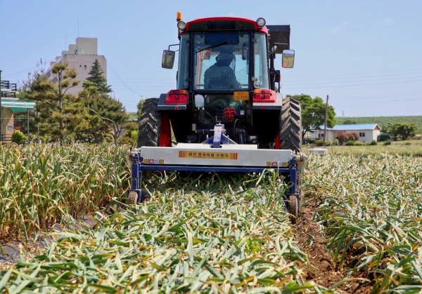 근흥면 두야리 마늘 수확 모습.