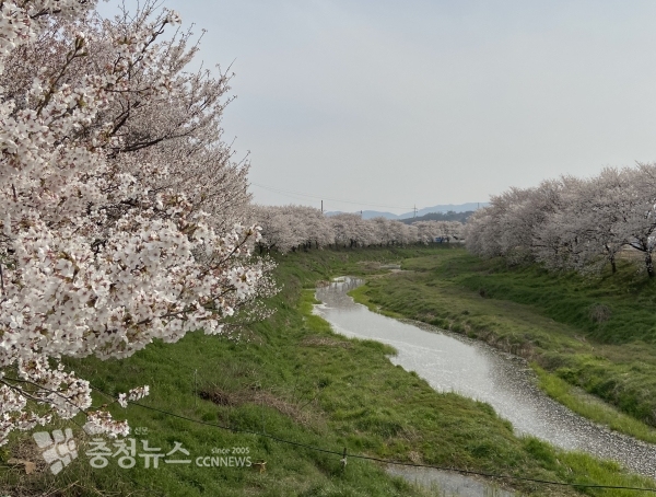 홍동천 벚꽃길