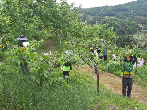한국철도시설공단 강원본부 직원들이 원주 수암리마을에서 농촌사랑 봉사활동을 시행하고 있다.