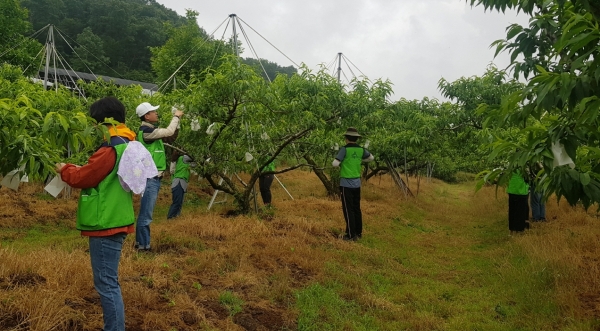 농촌 일손을 돕는 세종시 아동청소년과 직원들