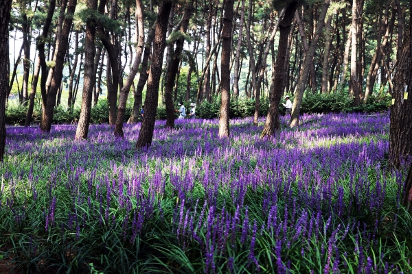 꽃과 소나무, 억새와 갯벌이 한 곳에… 장항 ‘해찬솔길’