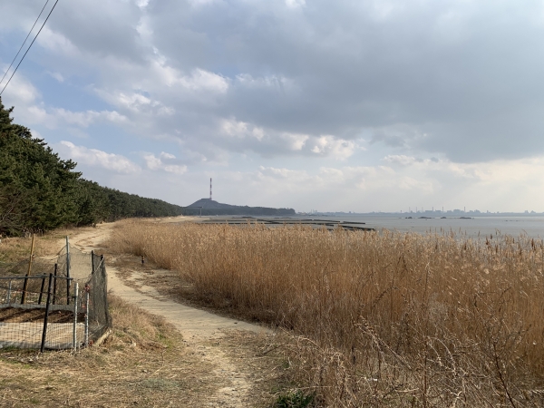 꽃과 소나무, 억새와 갯벌이 한 곳에… 장항 ‘해찬솔길’
