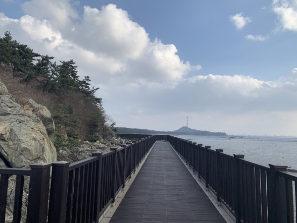 꽃과 소나무, 억새와 갯벌이 한 곳에… 장항 ‘해찬솔길’