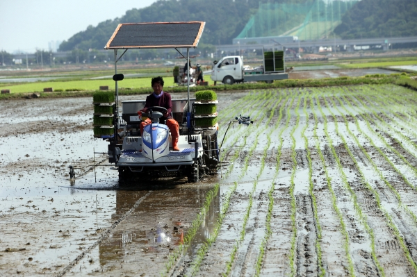 ‘벼 드문모 심기’ 연시회 개최 모습