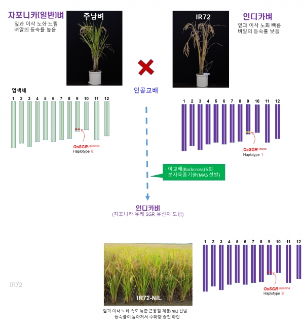 벼 노화조절 유전자 도입으로 수량 증진 효과 규명 모식도