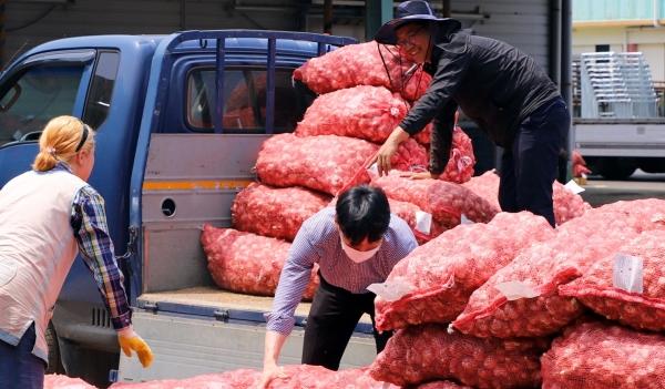 제주 햇마늘 정부수매 현장사진