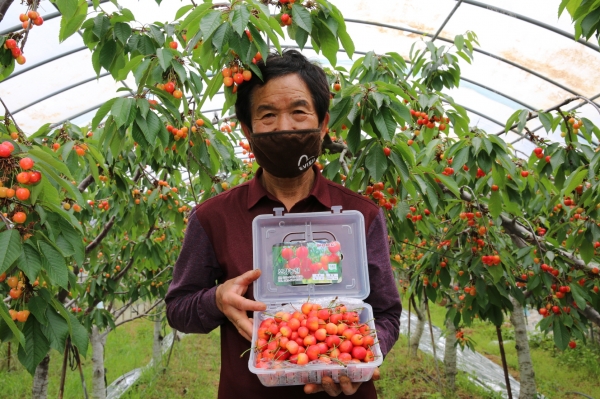 사진은 태안읍 상옥리의 한 농가의 체리 수확 모습.