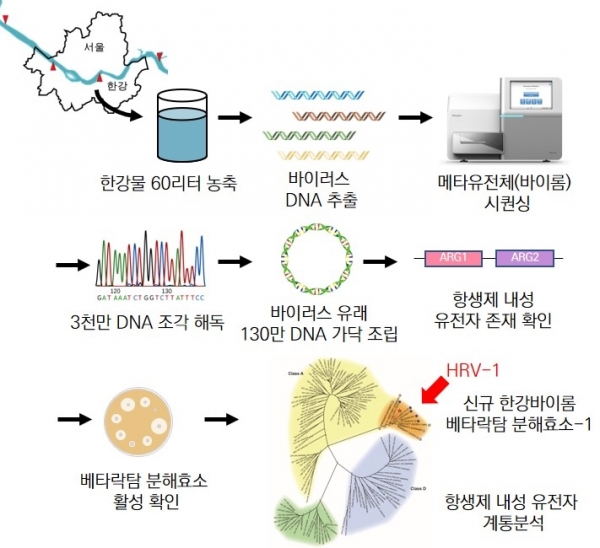 신규 항생제 내성 유전자를 가진 한강 바이러스 유전체 탐색 모식도