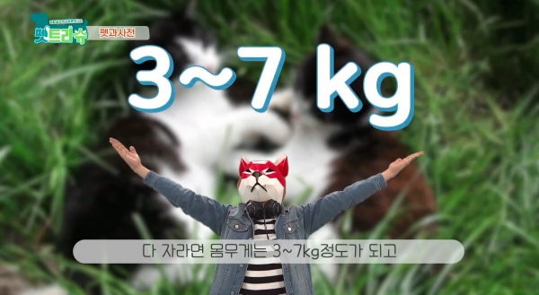영상편집동아리 K.E의 ‘펫과사전’ 방송분 장면, ※출처 : 대전TJB의 ‘펫트라슈’