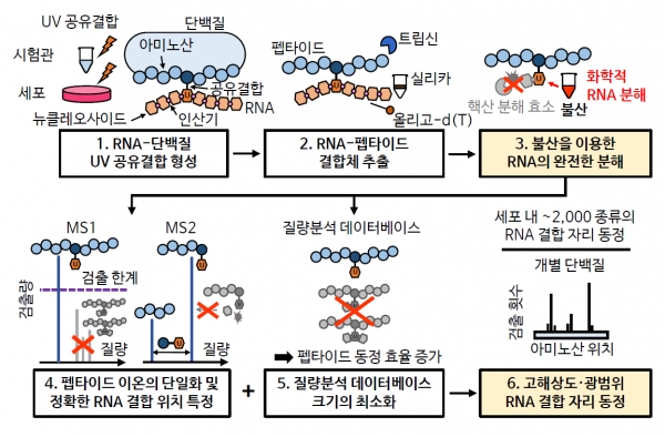 새로 개발한 RBS-ID 실험 기법 모식도