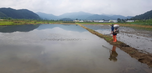 사료용벼 직파-담수산파