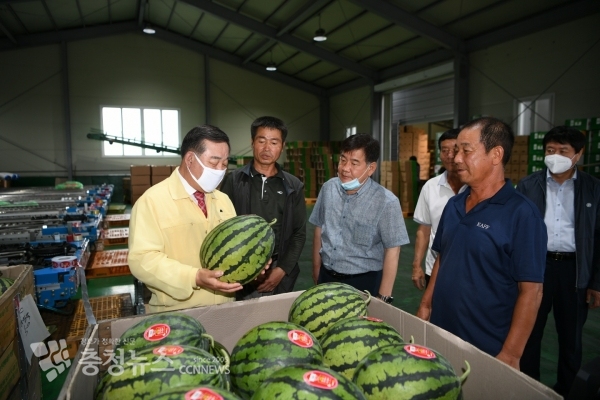 황선봉 군수가 출하하는 흑피수박을 살펴보는 모습