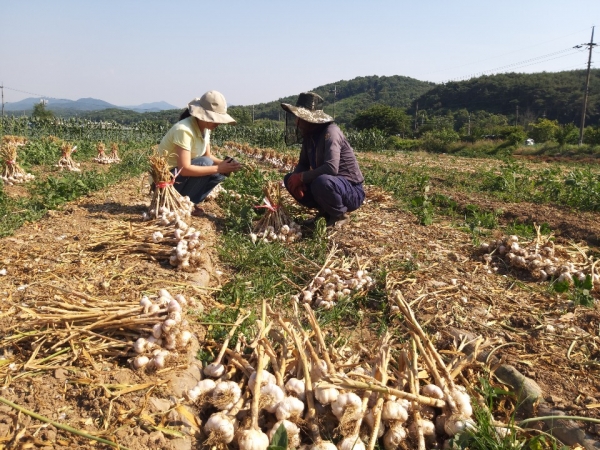 마늘 수확포장