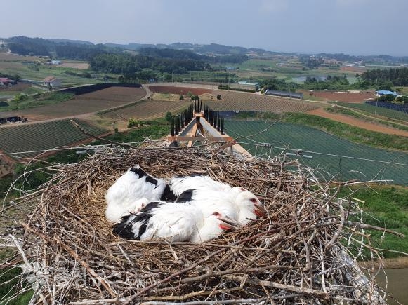 안전장치가 설치된 송전탑 위 둥지 안 황새의 모습
