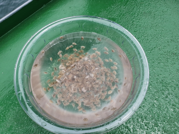 꽃게 종자 사진