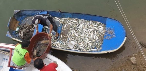 세종시 고복 저수지 외래어종 포획