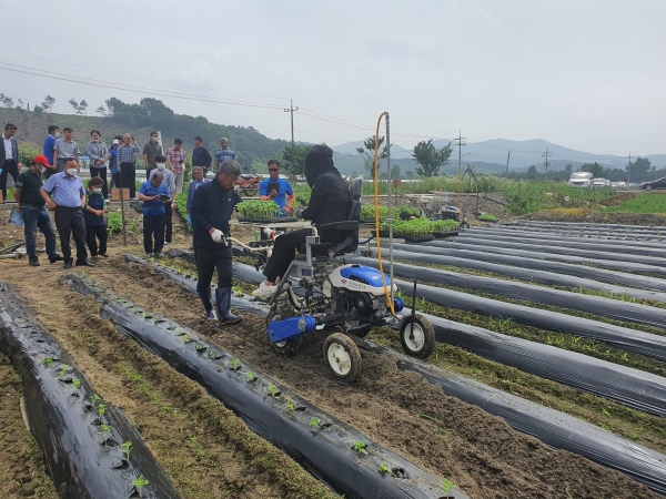 참깨 정식기계 작업 시연 모습