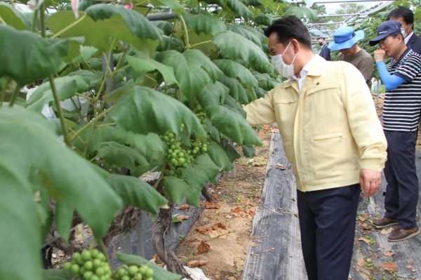 농촌일손돕기에 참여한 박정현 군수