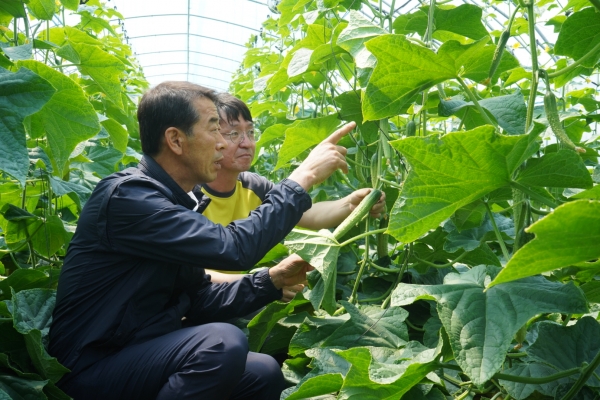 원예작물분야 새기술 보급 시범사업 관련 사진