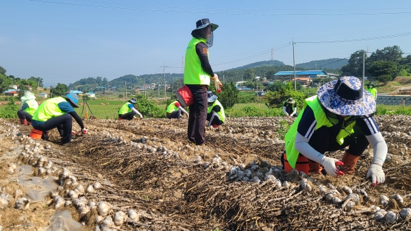 충남농협과 농협서산시지부 직원들이 애써 지은 마늘밭에서 마늘주대를 제거하며 수확철 일손돕기에 나섰다.