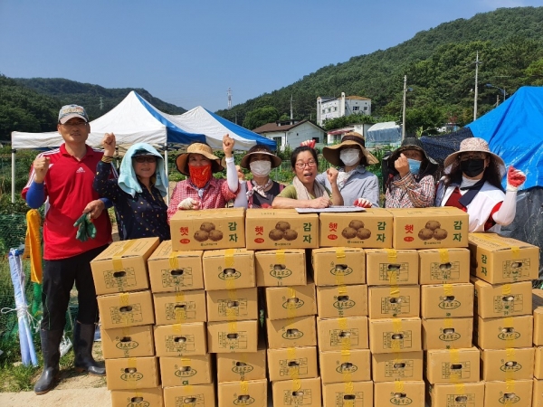 가수원동 복지만두레는 23일 빼올약수터 인근 텃밭(1,322㎡)에서 지역사회 나눔문화 확산을 위한 희망의 감자 수확 행사를 하여 감자 10kg 100박스 수확