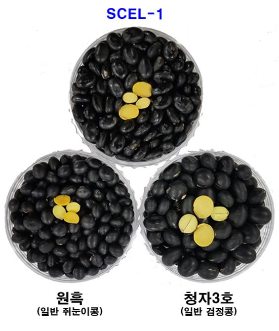 KIST와 농촌진흥청이 개발한 기능성 콩 품종 SCEL-1(중앙상단)