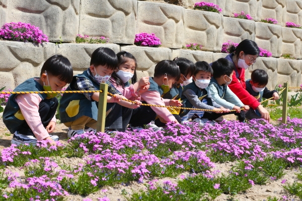 성남동 대동천 꽃잔디 식재