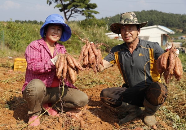 안면도 호박고구마