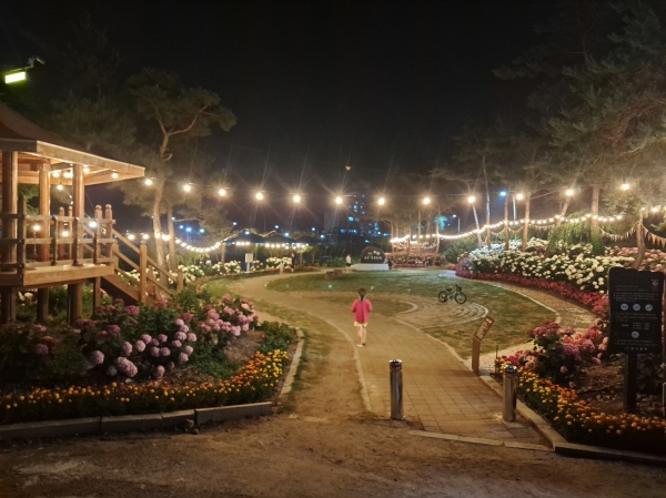 유구색동수국정원  수국 만개 야간 모습