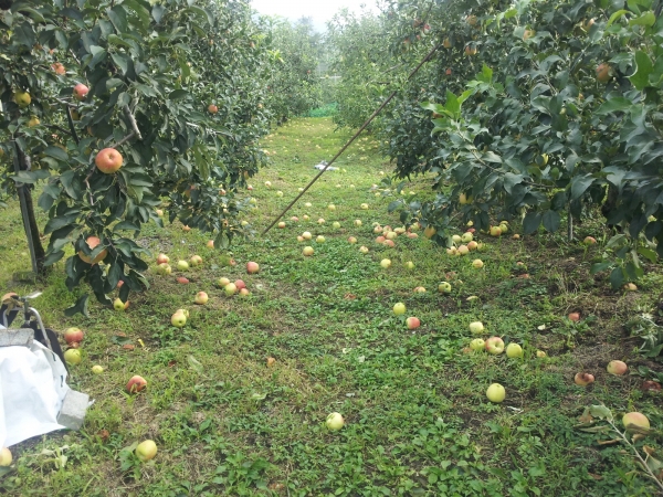 농작물 재해피해 모습