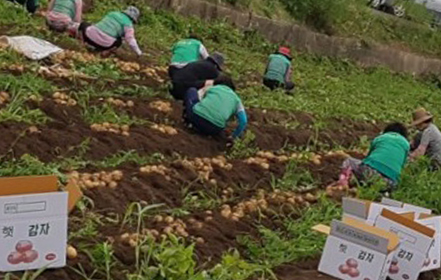 새마을 남·여 지도자 70여명과 함께 이웃사랑 실천 위한 감자 수확 모습
