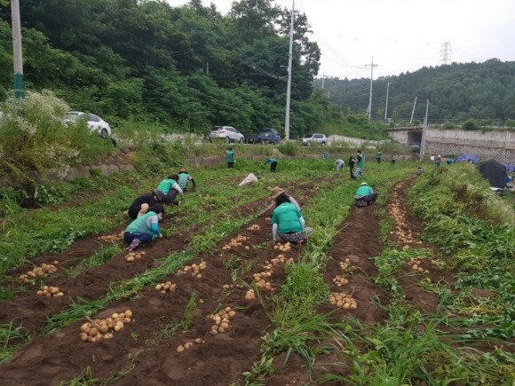 새마을 남·여 지도자 70여명과 함께 이웃사랑 실천 위한 감자 수확 모습
