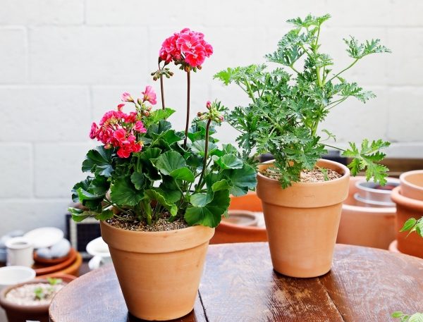 올해의 여름 식물 ‘구문초’와 ‘제라늄’ * 구문초(우측), 제라늄(좌측)