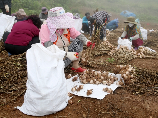 지난 2일 가의도에서 농민들이 종구를 수확하는 모습.