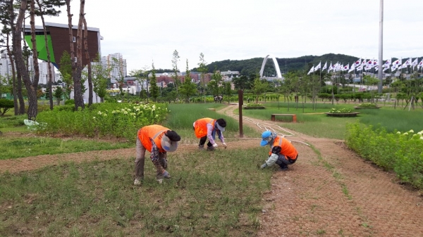 천안시시설관리공단 관계자들이 천안 도솔광장 내 유휴지에 핑크뮬리, 나무수국, 맥문동 등을 심고 있다.