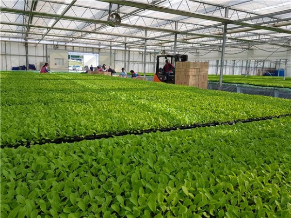 청양군, 김장용 배추 우량모종 신청접수