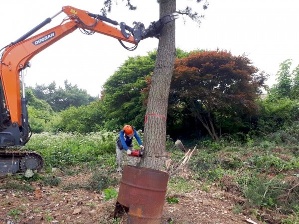 피해우려목 제거사업 모습