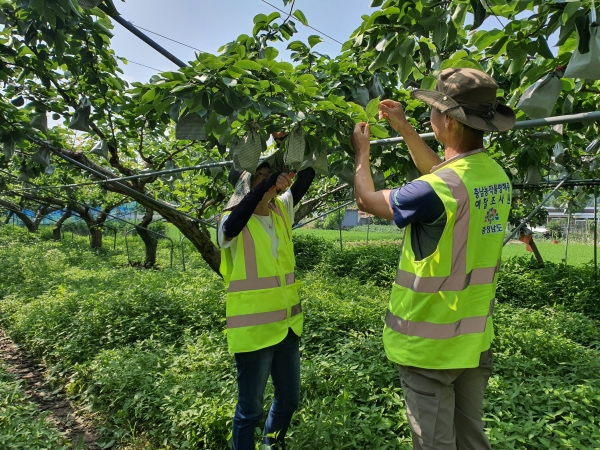과수화상병 정말예찰 모습