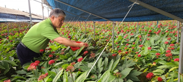 문정우 금산군수가 부리면 평촌리 인삼포를 방문해 인삼딸을 수확하고 있다.