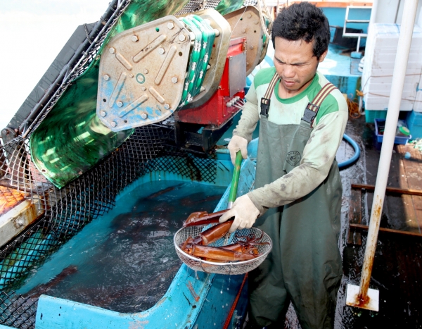 지난 21일 신진도항 오징어 채낚기 어선이 잡은 오징어 활어.