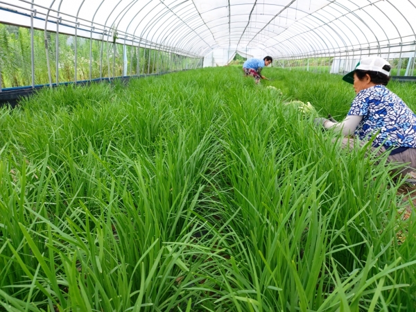 ‘청양부추’ 첫 출하