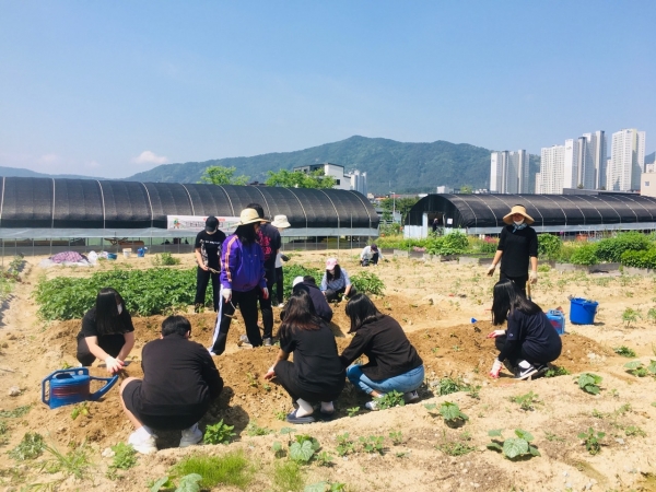 참여학생들이 복용동 교육텃밭에서 비닐 멀칭을 하지 않고 고구마 심기를 진행하고 있다