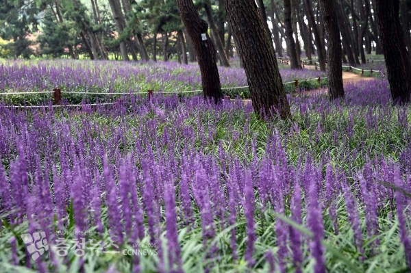 지난해 만개한 맥문동꽃
