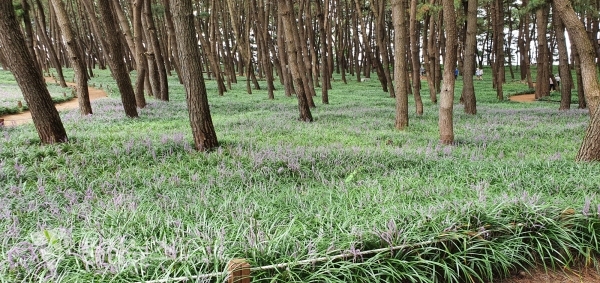 개화 중인 맥문동