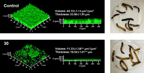 화합물 30에 의한 생물막 형성 및 독성인자 생성 억제 효과