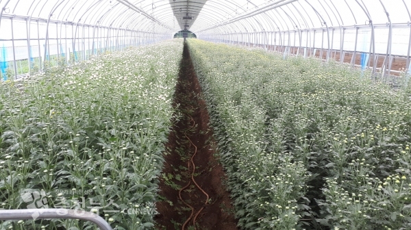 수출용 국화 하우스 전경