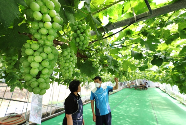 줄기만 100m에 이르는 청수 품종의 포도나무