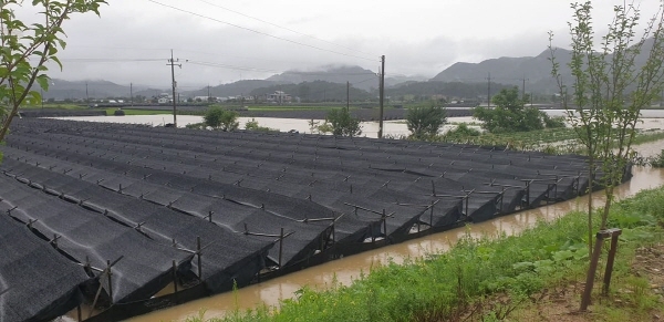 금산 제원면 인삼밭 피해 모습 [사진제공 : 금산진악신문]