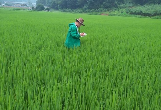 세종농업기술센터가 잎도열병과 잎집무늬마름병 방제를 당부했다.