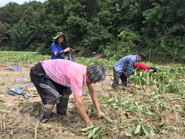 금산군 수해 복구 지원 (인삼포)